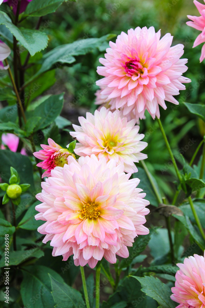 Pink Flowers in the garden. Pink Flowers in the garden.