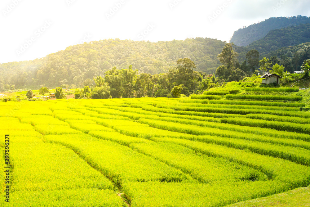 Rice field in Chiang Mai ,Thailand.