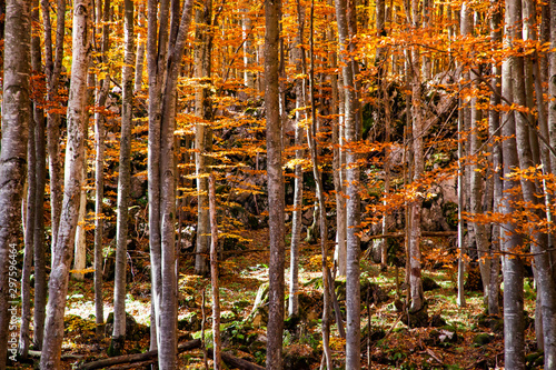 beautiful background of golden autumn forest