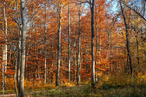 deciduous autumn forest with red leaves