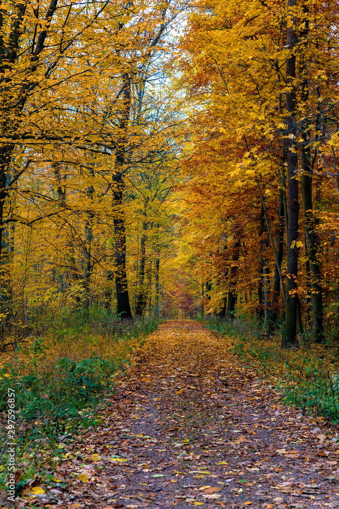 walking path in the autumn forest walking path in the autumn forest