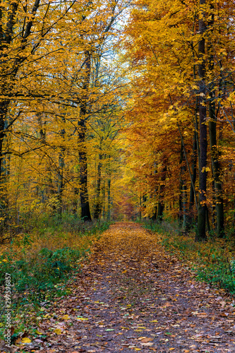 walking path in the autumn forest © weber11