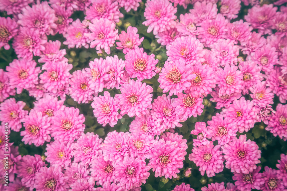 Pink tender flowers of chrysanthemum koreanum multiflora, beautiful autumn floral background.