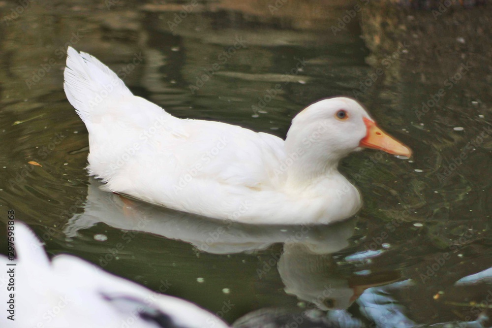 duck in water