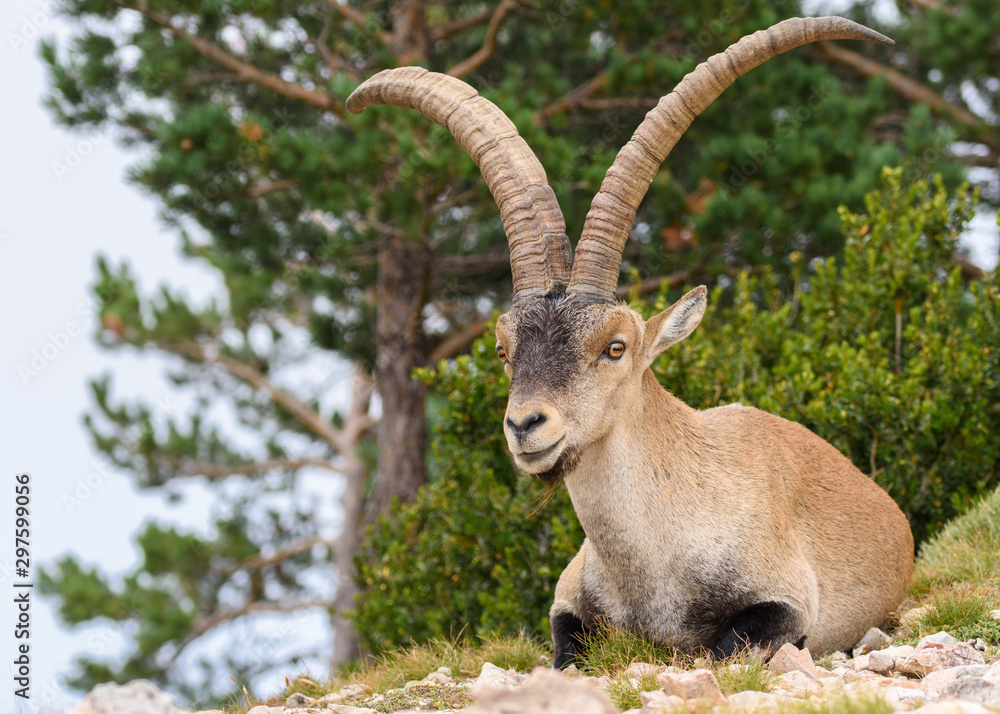 Spanish Ibex (Capra pyrenaica) in nature, natural park els ports Spanish Ibex (Capra pyrenaica) in nature, natural park els ports