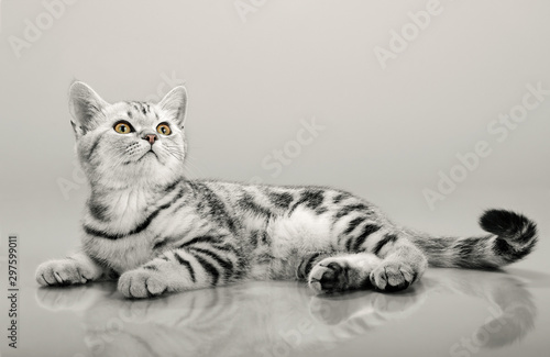 Photo one grey stripy beautiful little kitten