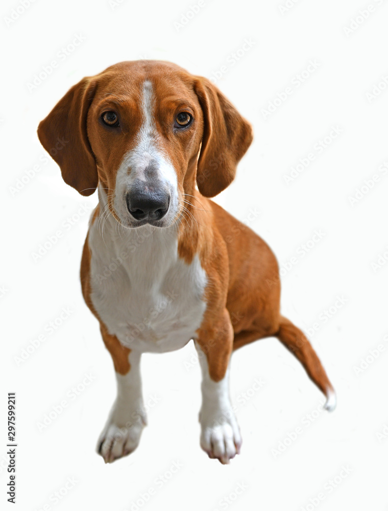 Drever, breed of dog, short-legged scenthound from Sweden used for hunting deer and other game. Drever is descended from Westphalian Dachsbracke. Dog on white background
