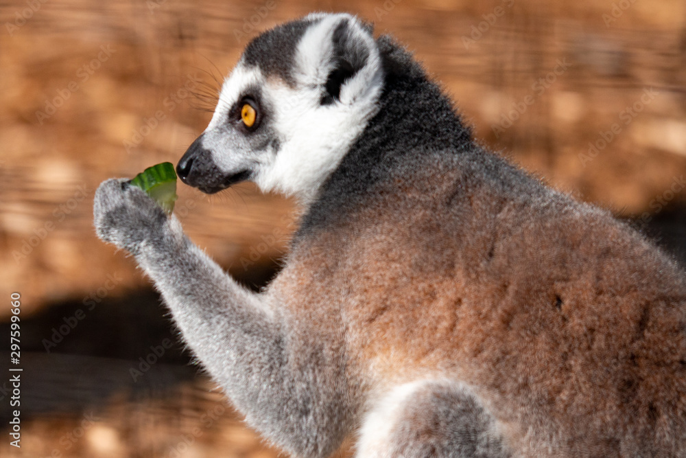 Fototapeta premium Ring tail Lemur - part of the prosimian family