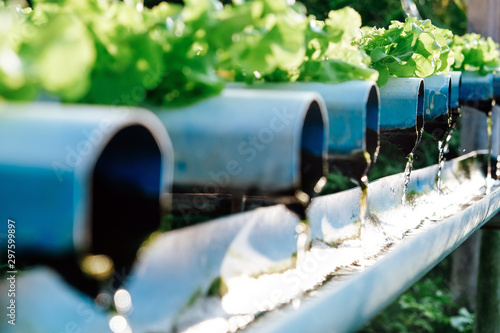 Canvas Print image of Hydroponics vegetable farm