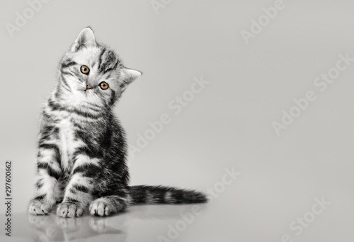 Fotografie, Obraz one grey stripy beautiful little kitten