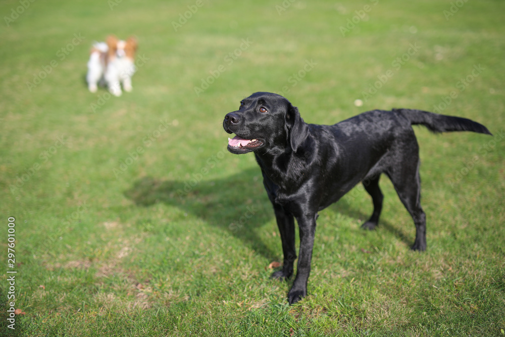 Labrador und Dalmatiner spielen Labrador und Dalmatiner spielen