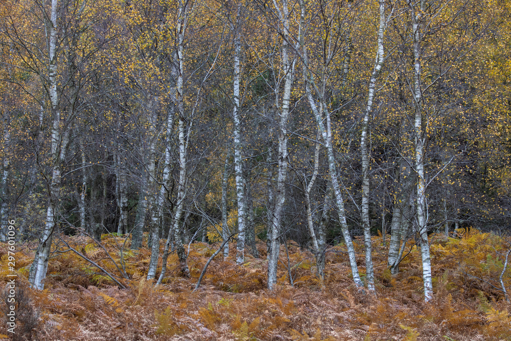 Autumn Birch tree, Betula with the orange/yellow of fall of trunk/branch and backdrop within pine forest in Scotland.