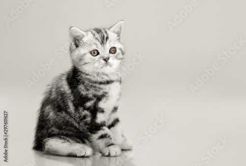 one grey stripy beautiful little kitten