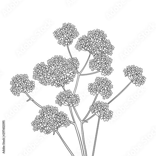 Bouquet of outline Verbena or Argentinian vervain flower in black isolated on white background.