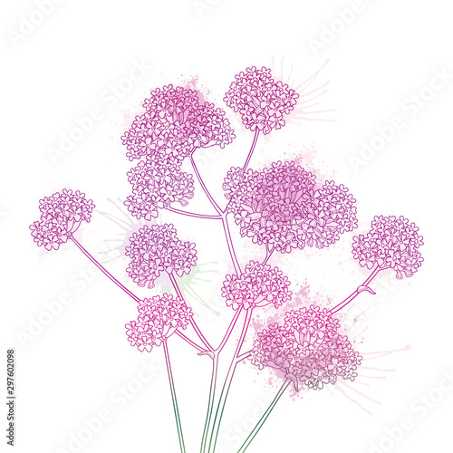 Bouquet of outline Verbena or Argentinian vervain flower in pastel pink and purple isolated on white background.