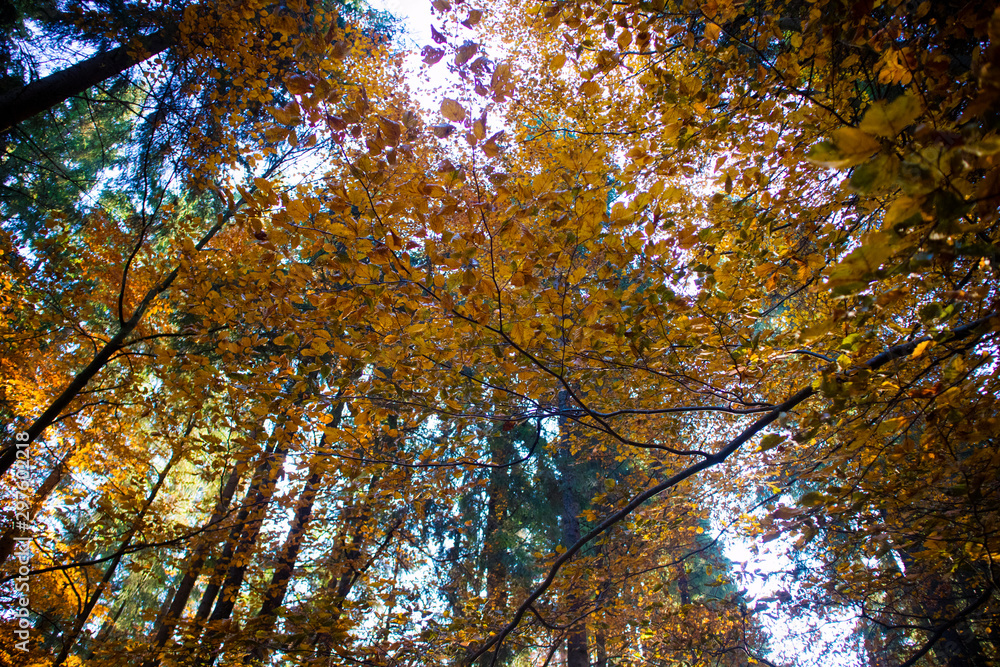 Fototapeta premium Yellow tree in autumn. Autumn forest.