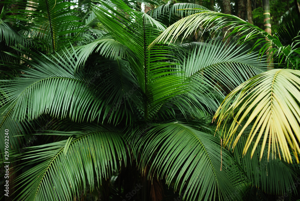 Fototapeta premium Folhas de palmeira brasileira