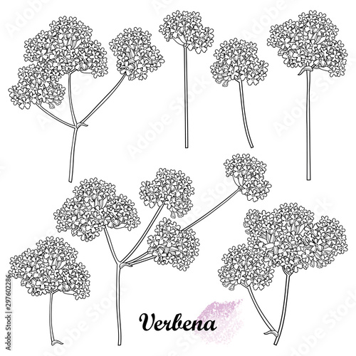 Set of outline Verbena or Argentinian vervain flower bunch in black isolated on white background.