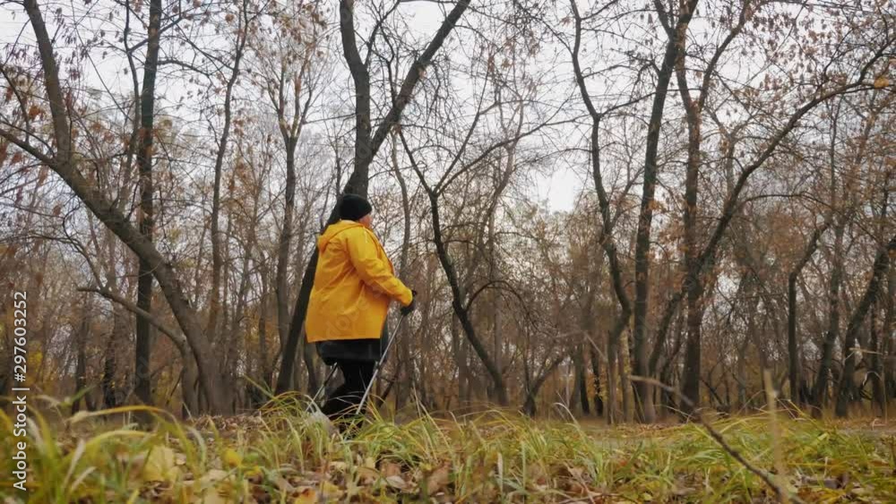 Senior woman making nordic walking in the autumn forest. Nordic walking race on autumn trail. Retired People Healthy Lifestyle Concept. Steadicam video. Senior woman making nordic walking in the autumn forest. Nordic walking race on autumn trail. Retired People Healthy Lifestyle Concept. Steadicam video.