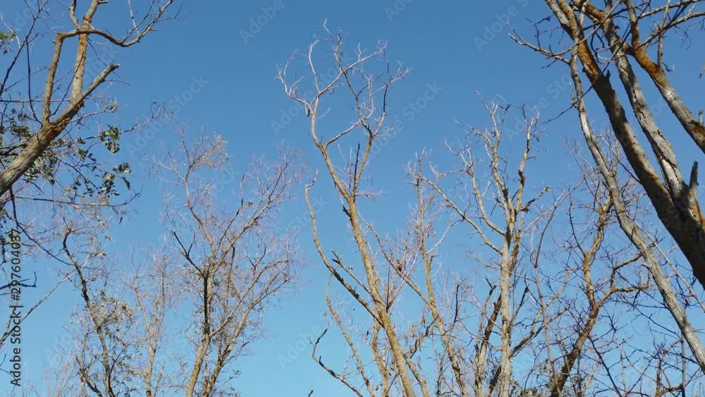 Trees without leaves against the blue sky Trees without leaves against the blue sky