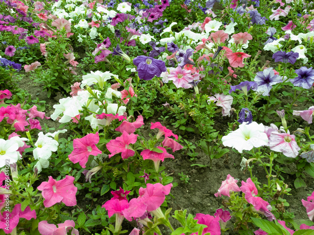 Fototapeta premium Beautiful flowers in the city of Sochi