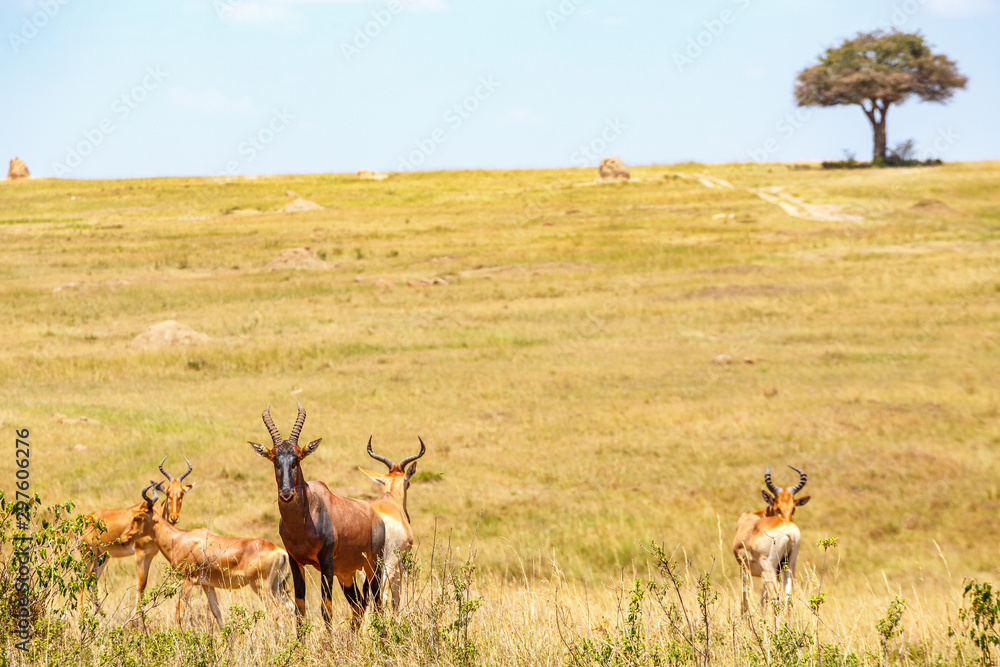 Naklejka premium Hartebeest in the african savanna and a single tree