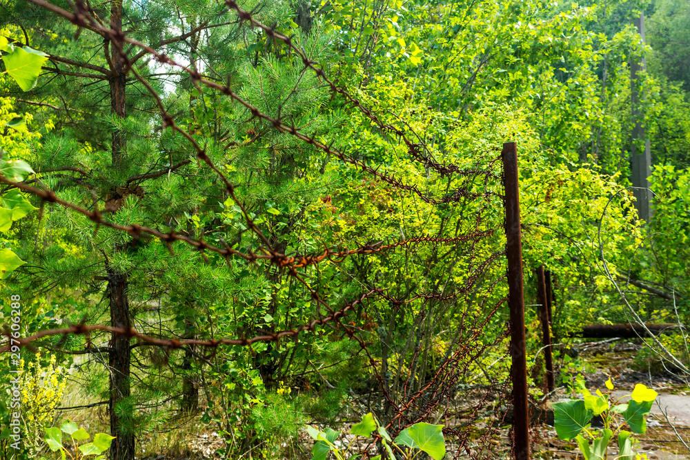 Fototapeta premium Barbed wire fence to feel anxious. Barbed wire concept.