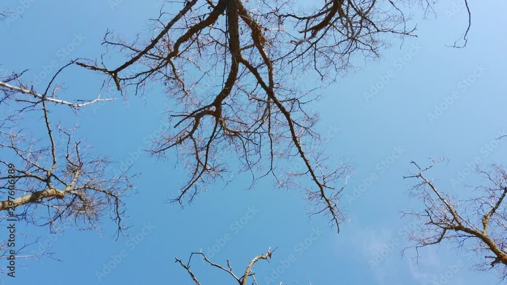 Cloudless blue sky, a walk among the brown trees with no leaves Cloudless blue sky, a walk among the brown trees with no leaves