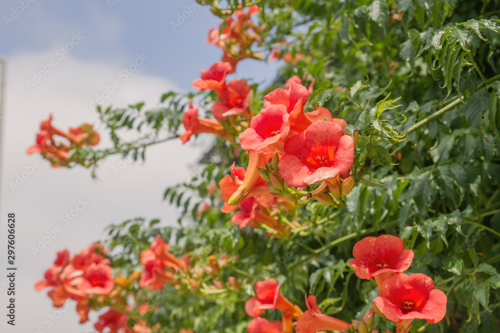 Trumpet creeper vine with red flowers