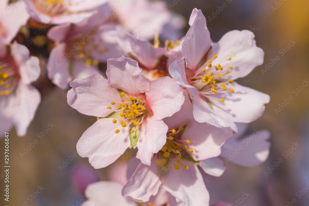 Almond tree flowers blossom close up