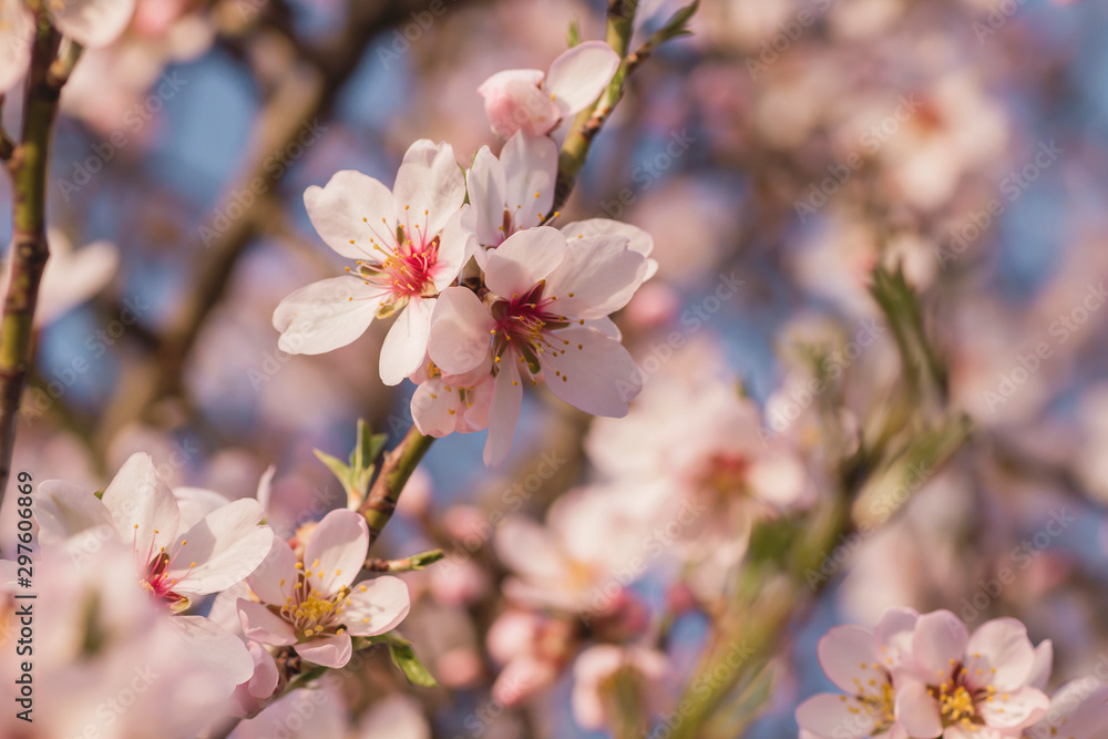 Detail of almond tree blossom Detail of almond tree blossom