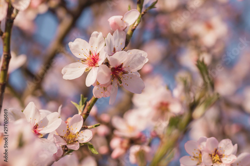 Detail of almond tree blossom