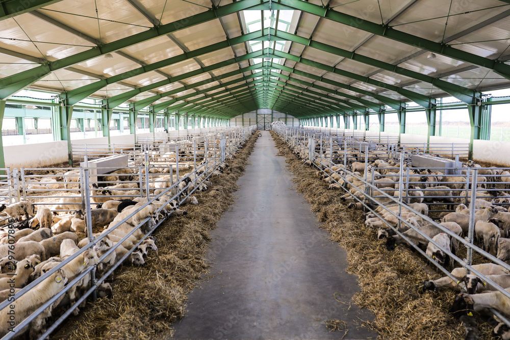 Sheeps in barn Sheeps in barn