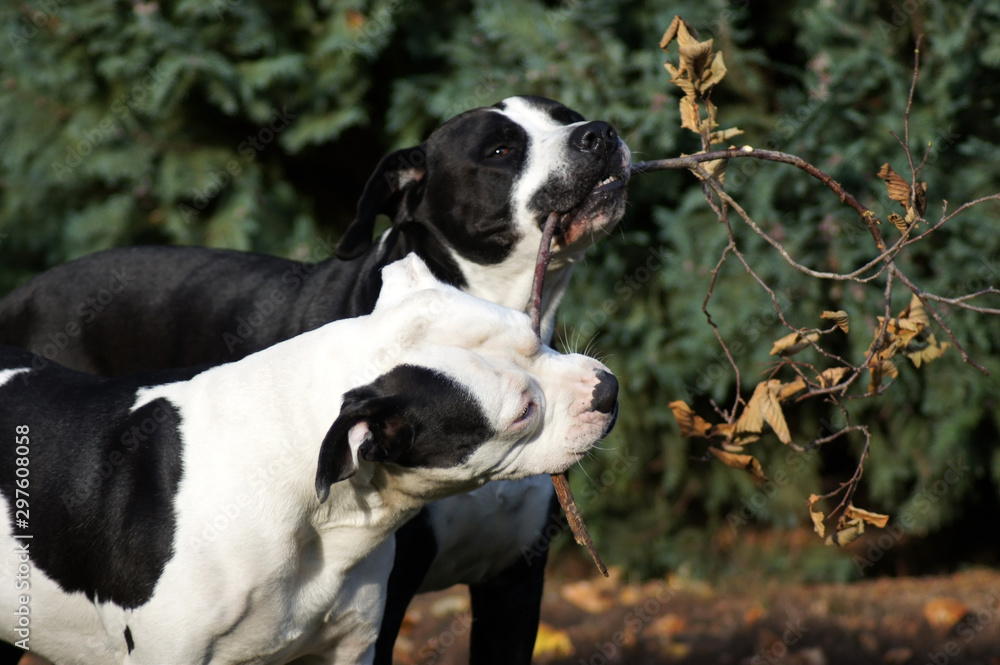 Zwei süße Bulldoggen spielen mit einem Stock Zwei süße Bulldoggen spielen mit einem Stock