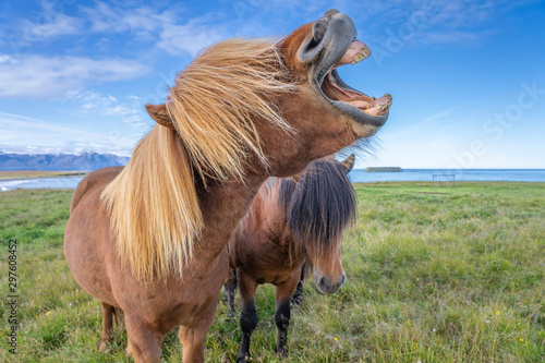 Foto funny iceland ponies with a stylish haircut grazing on a pasture in northern Ice