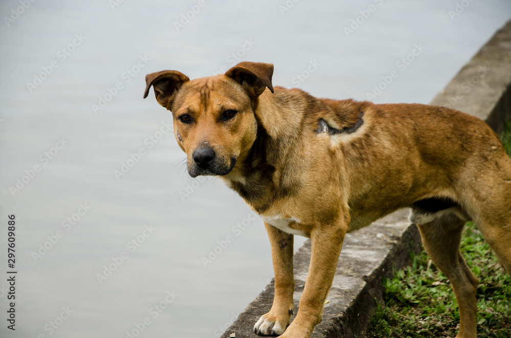 Injured mongrel stray male dog