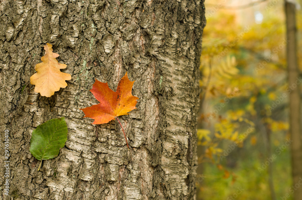 Autumn leaves on thunk. Natural background. Autumn background 