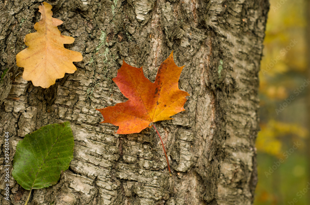 Autumn leaves on the thunk. Autumn background 