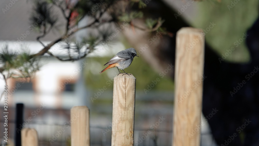Fototapeta premium a beautiful black redstart perched on the fence