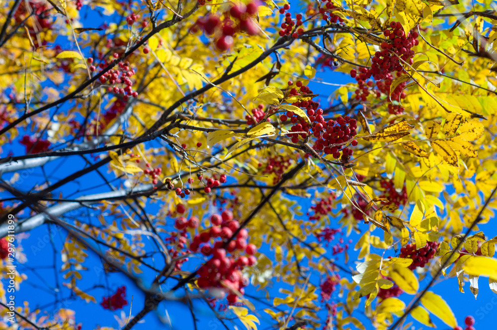 Rowan berries on brunch. Autumn background 