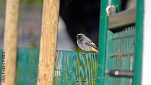 a beautiful black redstart perched on the fence