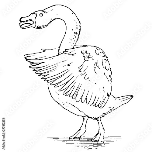 Aggressive goose hissing and flapping its wings. Vector illustration