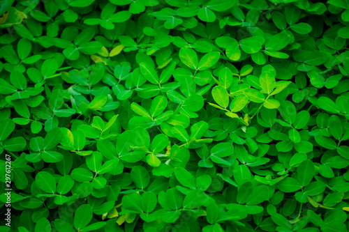 Green leaf in the garden background. 