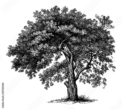 Apple Tree - Vintage Engraving Illustration	