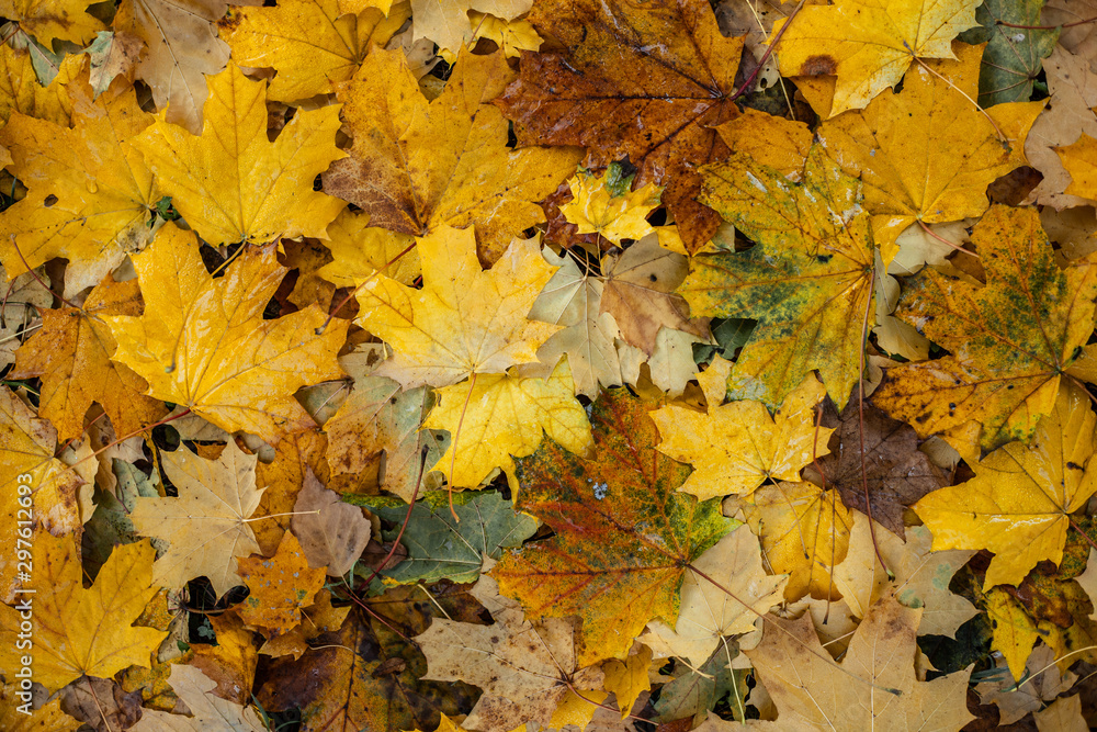 The fallen leaves of the maple are orange and yellow on the ground