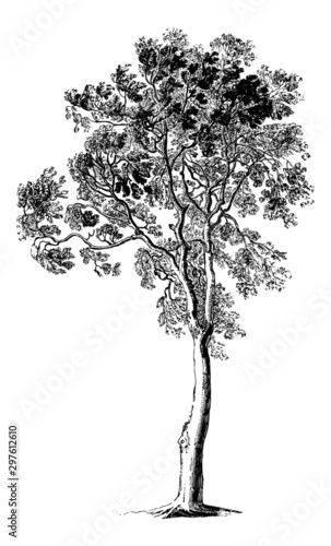 Fraxinus (Ash Tree) - Vintage Engraving Illustration	
