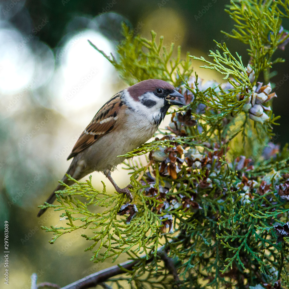 Obraz premium Sparrow eats juniper nuts on a tree branch