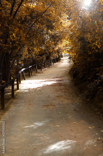 Alley in a park  Oromana Park  Seville  Spain  in autumn.