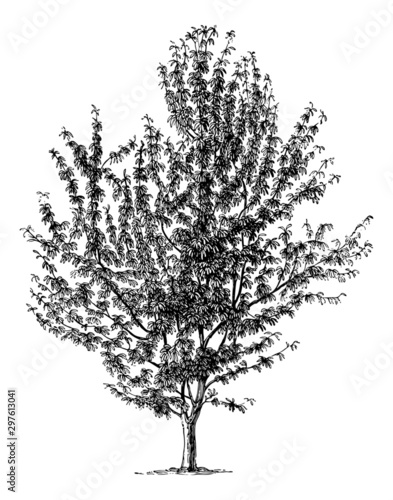 Prunus (Cherry Tree) - Vintage Engraving Illustration