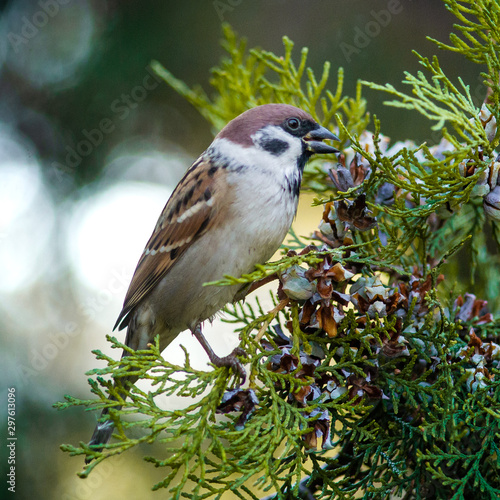 Sparrow eats juniper nuts on a tree branch